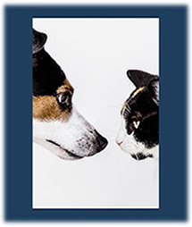 cat and dog for news item 2.jpg